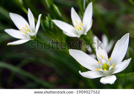 Ornithogalum umbellatum,Star-of-Bethlehem flower or Grass lily in a spring garden.Ornamental gardening concept.