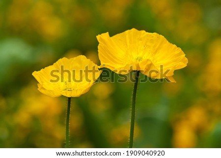 close up of yellow poppies 