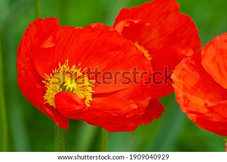 close up of red poppies 