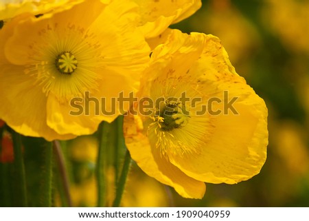 close up of yellow poppies with bokeh