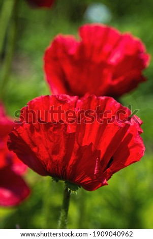 close up of a turkish poppy