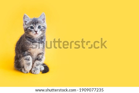 Kitten on color background with copy space. Gray small tabby cat isolated on yellow background