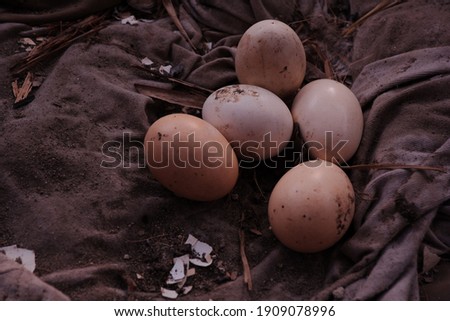 Chicken eggs that do not hatch. Eggs with this condition usually smell bad.