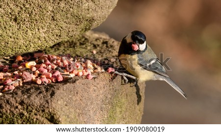 Great Tit Feeding on Mixed Bird Food on a Stone Wall