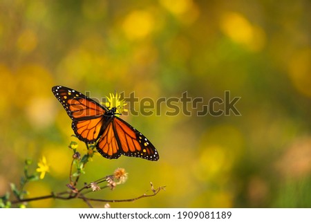A monarch butterfly rests on a flower in Daphne, AL, on Oct. 20, 2020. The image features copy space on the right and above the focal point.