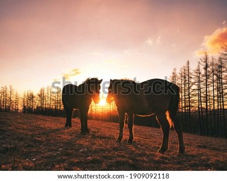 horse and sunrise in winter