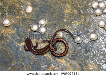 Golden-striped salamander (chioglossa lusitanica), a vulnerable amphibian endemic from Iberian Peninsula, with its eggs.