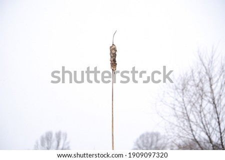 Cattail In the Winter Snow