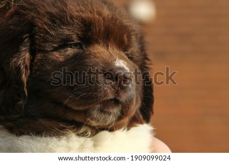 Newfoundland puppy - brown and white 10 weeks old 