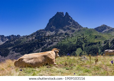 Cows near the Ayous lake and Midi d'Ossau mountain in the Pyrenees (France)