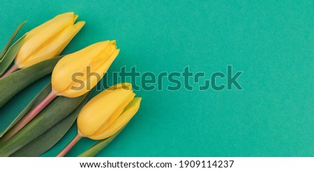 Three yellow tulips on the left on a green background with space for text on the right, top view close-up.