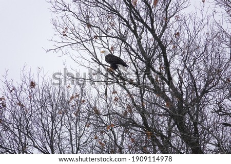 North American bald eagle haliaeetus leucocephalus sits perched in trees during the cold winter in Wisconsin. 
