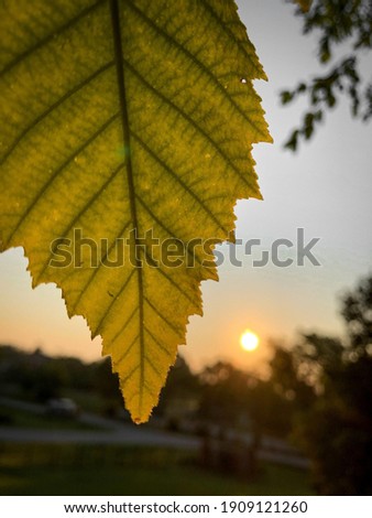 A closeup shot of a yellowleaf in the sunset background
