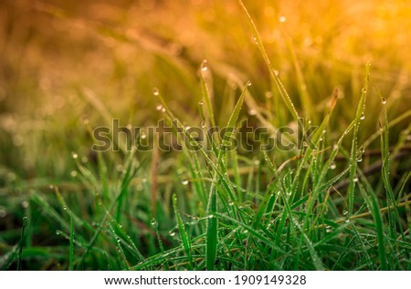 Green grass in the field with drops of dew water in the morning light, purity and freshness of nature