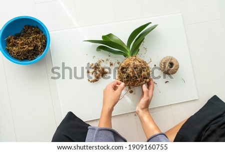 Kokedama DIY home craft woman making orchid air plant hanging japanese ball with sphagnum moss and rope. Gardening in apartment. Royalty-Free Stock Photo #1909160755