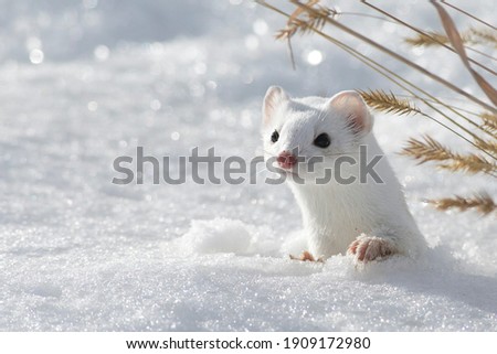 A short-tailed weasel pops its head out from the snow while hunting for food during winter in the Canadian prairie grasslands.  Royalty-Free Stock Photo #1909172980