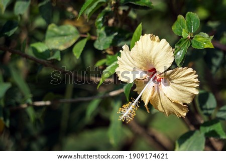 Close up of Yellow orange  colored of Hibiscus Rosa Sinensis flower, among green leaves and soft blurred style for background in garden Thailand. - image
