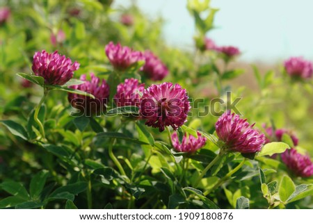 Wild red clover on the meadow, close-up, space for text. A purple-red flowers of zigzag clover (Trifolium medium) in the field on a sunny morning