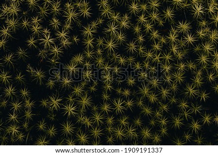 top view high contrast image of star-shaped moss
