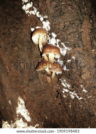 Psilocybe cubensis is a species of psychedelic mushroom whose principal active compounds are psilocybin and psilocin.