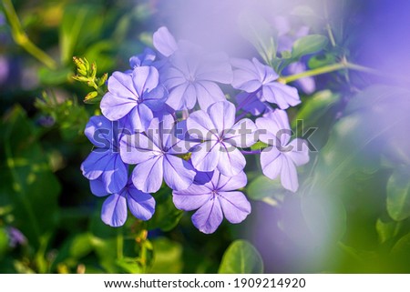 Beautiful blue flowers, Plumbaginaceae is a family of flowering plants Cape leadwort on green leaves selective focus point among green leaves and soft blurred style for background. - image