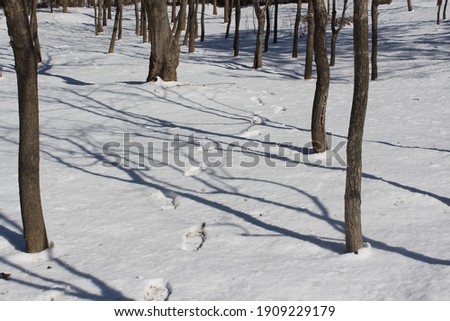 white snow and  snow, footprint Royalty-Free Stock Photo #1909229179