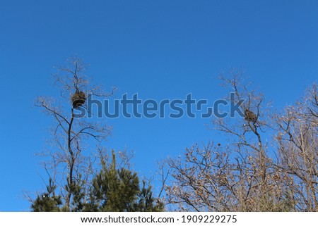 the blue sky and two nest Royalty-Free Stock Photo #1909229275