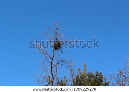 the blue sky and nest Royalty-Free Stock Photo #1909229278
