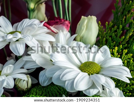 fresh, delicate white flowers with the Latin name Chrysanthemum, in a bouquet, macro