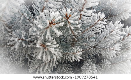 Spruce coniferous covered with snow. Frosty winter a lot of snow on the branches of the tree. Soothing winter background. December and January season.