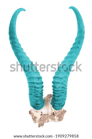 Blue springbok antlers isolated on a white background