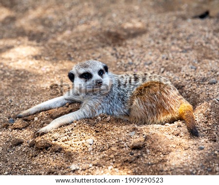Meerkat having a little rest
