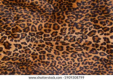 Texture and pattern of leopard for background

