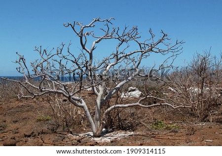 dry tree with grey bark with  curved branches on the dry landscape background in the Galapagos 