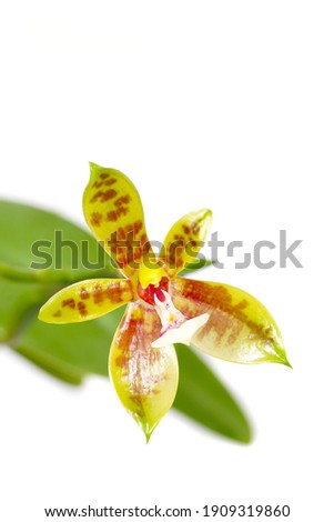 a macro closeup of a beautiful yellow green with red orange stripes Phalaenopsis cornu-servi tiger orchid flower botanical species branch isolated on white