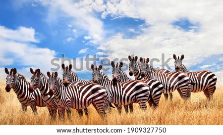  Wild zebras in the African savanna against the beautiful blue sky with white clouds. Wildlife of Africa. Tanzania. Serengeti national park. African landscape. Royalty-Free Stock Photo #1909327750