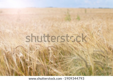 Backdrop of ripening ears of yellow wheat field on the sunset cloudy sky background. Copy space of the setting sun rays on horizon in rural meadow. Close up nature photo Idea of a rich harvest.