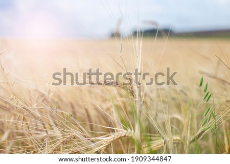 Backdrop of ripening ears of yellow wheat field on the sunset cloudy sky background. Copy space of the setting sun rays on horizon in rural meadow. Close up nature photo Idea of a rich harvest.