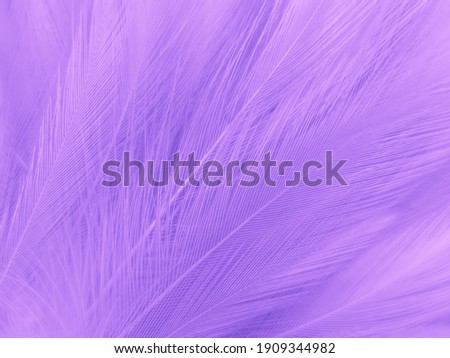 Beautiful abstract purple feathers on white background, black feather texture on dark pattern and purple background, colorful feather wallpaper, love theme, valentines day