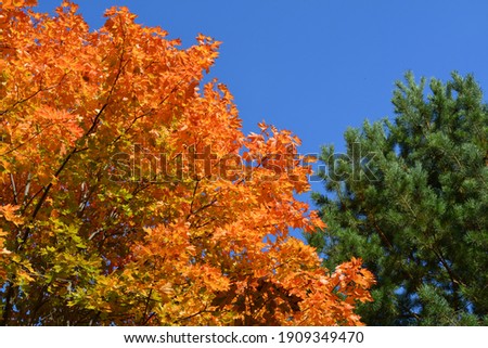 Bright orange leaves of maple tree and green needles of pine on the background of blue sky. Beautiful autumn view.