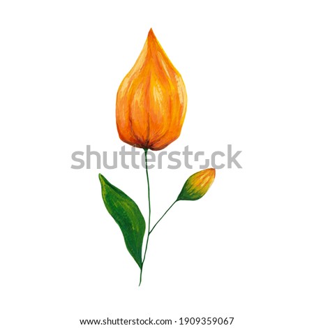 Orange physalis clip art isolated on white background. Acrylic hand drawn flower illustration for card, invitation, banner, poster, decoration.
