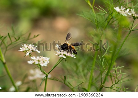 Bee collecting honey from coriander flowers also that are rich in micronutrients