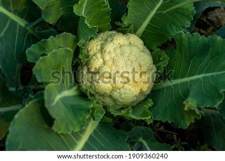 Cauliflower is a cruciferous vegetable that looks like a white version of its cousin, broccoli