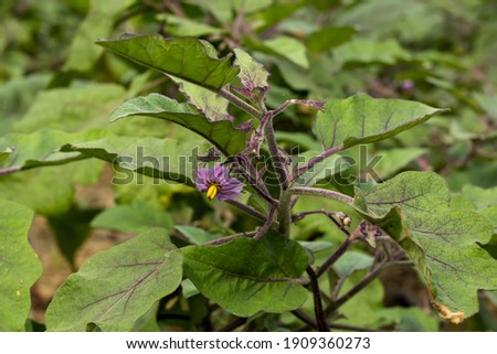 The Eggplant or brinjal or Solanum melongena flower and vegetable is grown worldwide