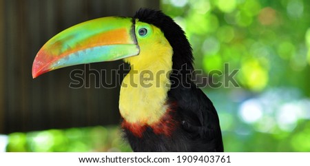 Nice toucan in a park in Costa Rica