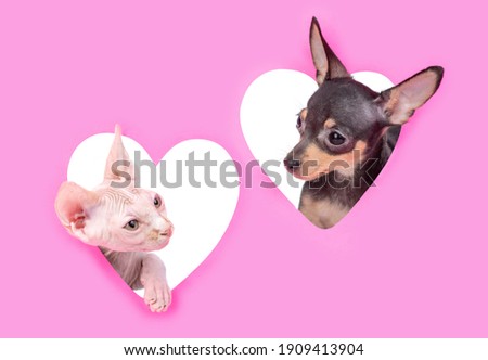 Toy terrier puppy and sphinx cat look at each other a hole in the shape of a heart. Empty space for text. Isolated on white background