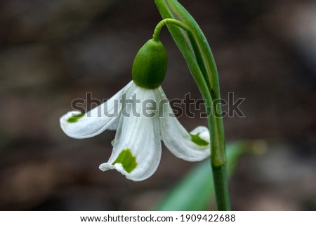 Snowdrop (Galanthus plicatus) 'Trym' a winter spring flowering plant with a white green springtime flower which opens in January and February stock photo image