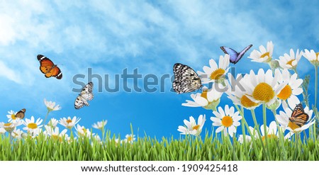 Beautiful chamomile flowers outdoors on sunny day, banner design. Springtime 