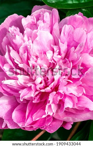 Peony Pink Parfait (Paeonia lactiflora) a spring summer flowering plant with pink early summertime flower commonly known as Chinese Peony, stock photo image