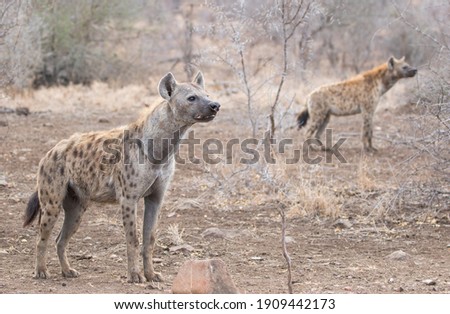 Spotted hyena is standing with another hyena in the grassland background in Kruger National Park, South Africa